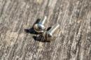 Inch Blackguard Switch screws slotted (2)